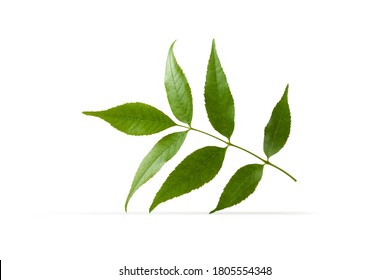 10,917,269 Branch natural Images, Stock Photos & Vectors | Shutterstock