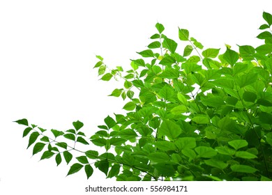 Green Leaves On White Background Stock Photo 556984171 | Shutterstock