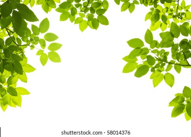 Green Leaves On White Background