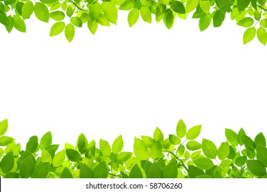 Green Leaves On White Background