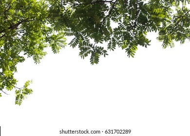 Green leaves on white background - Shutterstock ID 631702289