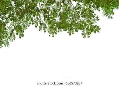 Green leaves on white background. - Shutterstock ID 656573287