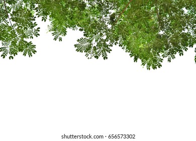 Green leaves on white background. - Shutterstock ID 656573302