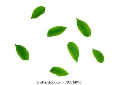 Green leaves on a white background. - Shutterstock ID 703314940