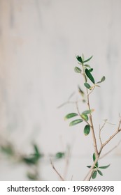 Green Leaves On Young Branches Of An Indoor Olive Tree With Selective Focus, Copy Space And White Background. Mediterranean Nature 
 Lifestyle.