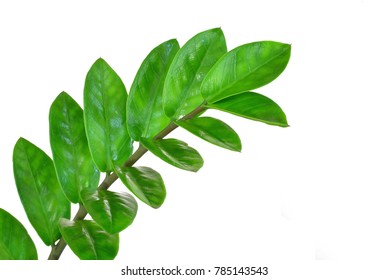 Green Leaves Ornamental plants isolate on a white background