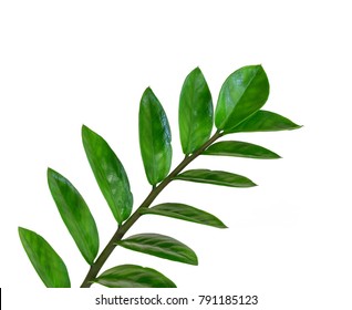 Green Leaves Ornamental plants isolate on a white background