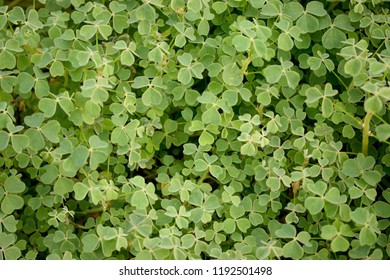 Green Leaves Of Oxalis Tuberosa 