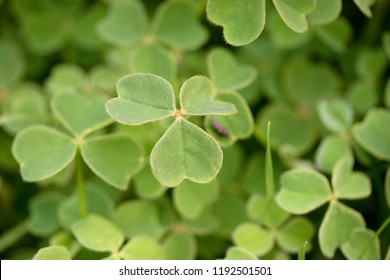 Green Leaves Of Oxalis Tuberosa 