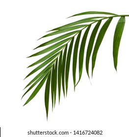 Green leaves of palm tree isolated on white background - Shutterstock ID 1416724082