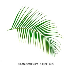 Green Leaves Of Palm Tree Isolated On White Background. Tropical And Coconut Leaf.