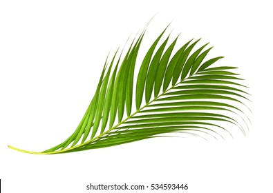 78,498 Curved tropical leaves Images, Stock Photos & Vectors | Shutterstock