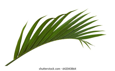 Palm Leaf Icon Stock Photos, Images & Photography | Shutterstock