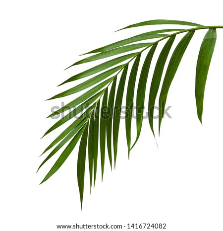 Green leaves of palm tree isolated on white background