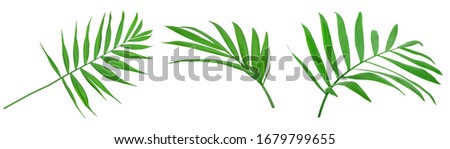 Green leaves of palm tree isolated on white background with clipping path. Set or collection