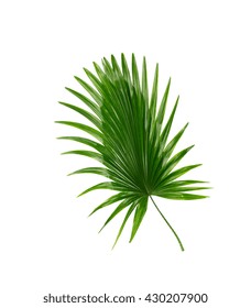 Palm Leaf Isolated On White Background Stock Photo (Edit Now) 682143280