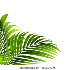 Green Leaves Of Palm Tree On White Background