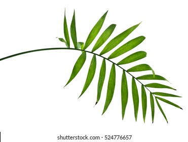 Green Leaves Of Palm Tree On White Background