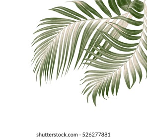 Tropical Palm Leaf Isolated On White Stock Photo 1918405322 | Shutterstock