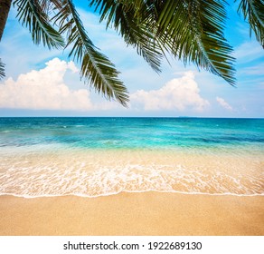 Green leaves of  Palm tree and tropical beach