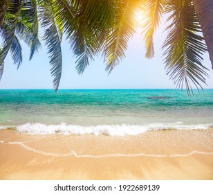 Grüne Blätter von Palmen und tropischem Strand