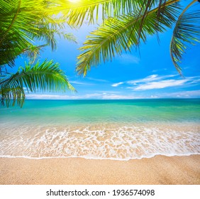 Grüne Blätter von Palmen und tropischem Strand