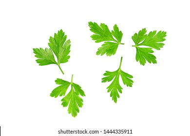 Green leaves of parsley isolated on white, top view. - Shutterstock ID 1444335911