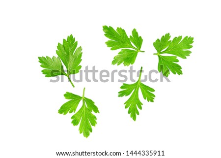 Green leaves of parsley isolated on white, top view.