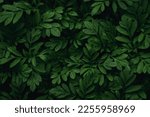 Green leaves pattern background. Green leaf texture, Natural background and wallpaper.