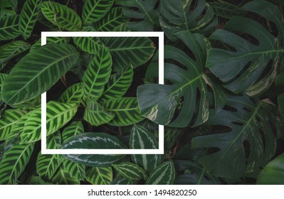 Green leaves pattern background, Natural background - Shutterstock ID 1494820250
