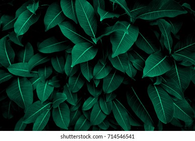 Green leaves pattern background, Natural background and wallpaper - Shutterstock ID 714546541
