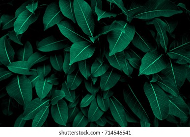 Green leaves pattern background, Natural background and wallpaper