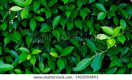 Green leaves pattern background for text
