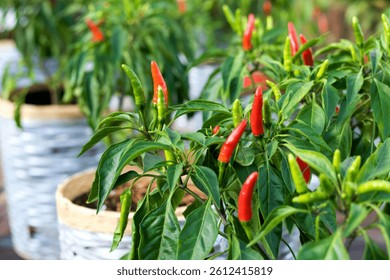 green leaves pattern of chilli tree,Red green chili peppers in organic farm