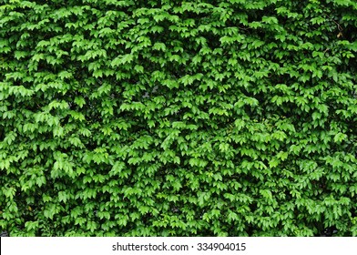 Green leaves pattern , leaf pattern