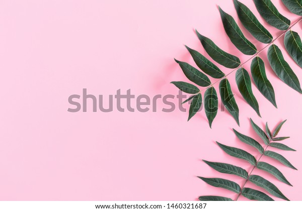 Green Leaves Pattern On Pastel Pink Stock Photo Edit Now 1460321687