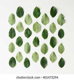Green leaves pattern on white background. Flat lay. Stock Photo