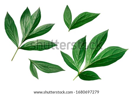 green leaves peony bush. isolated on white background. Set