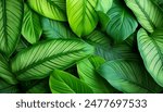 Green leaves of a philodendron plant. Nature leaves, green tropical forest, backgound concept