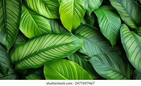 Green leaves of a philodendron plant. Nature leaves, green tropical forest, backgound concept - Powered by Shutterstock