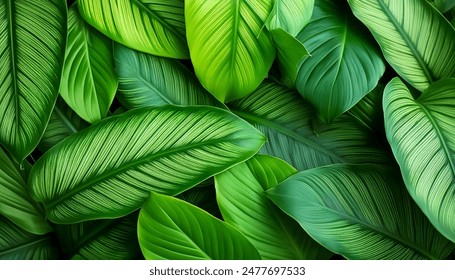 Green leaves of a philodendron plant. Nature leaves, green tropical forest, backgound concept - Powered by Shutterstock