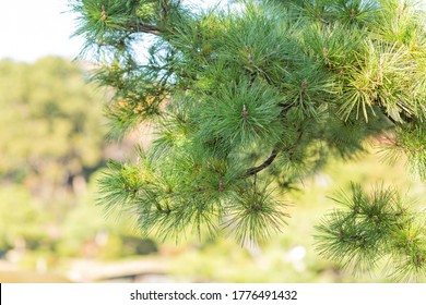 Green Leaves Of Pine Tree In Japanese Garden In Autumn