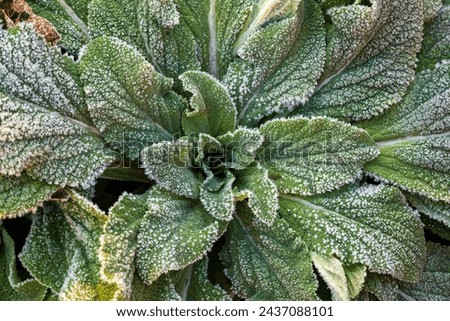 Green leaves of a plant covered with hoarfrost. Beautiful natural background with frost on the grass. Frozen flower. Rime ice on grass blades in the garden during frosts. Cold weather. Close-up. Macro