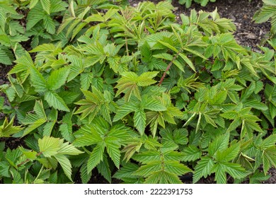 Green leaves of plant Filipendula ulmaria, medicinal plant used in medicine.