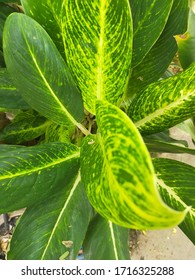 green leaves plant in the garden - Shutterstock ID 1716325288