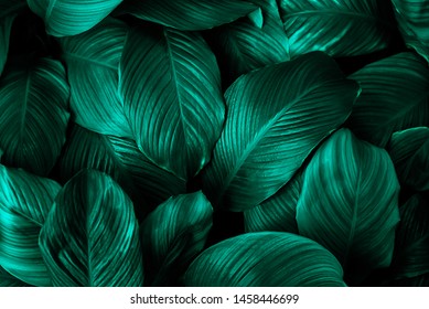 Green leaves of plant growing. tropical rain forest plant. abstract color on dark background - Shutterstock ID 1458446699