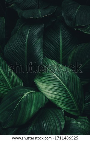Green leaves of plant growing. tropical rain forest plant. abstract color on dark background.