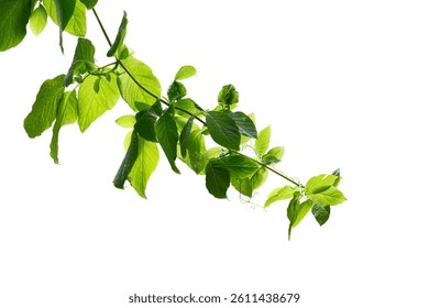 green leaves plant isolated