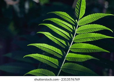 Green leaves of a plant in spring