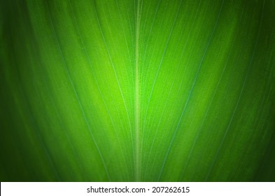 Green Leaves Plant Texture Background